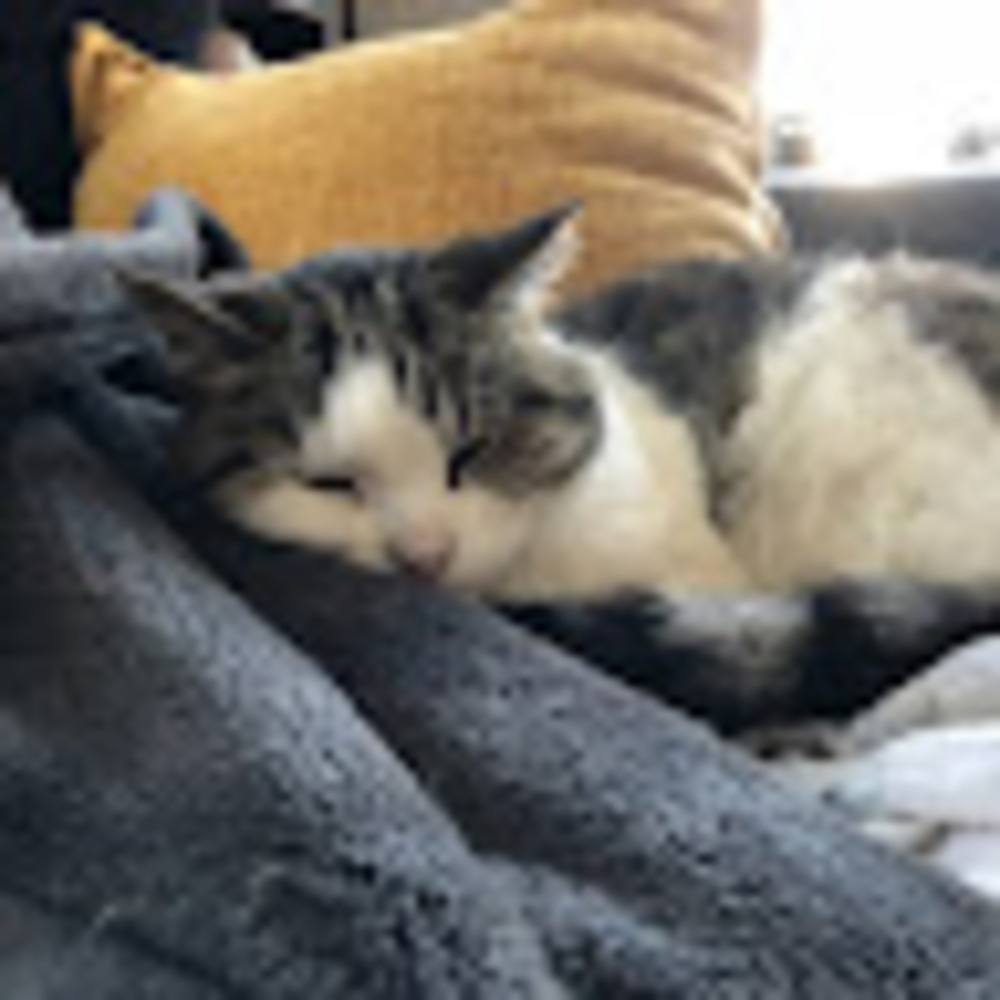 Meet your Posher, Finn